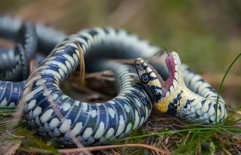 Grass snake, Natrix Natrix, grass snake, fright, thanatosis, death reflex, apparent death,