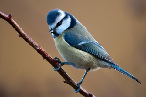 Blue tit, parus caeruleus, birds, tits, passeri, songbirds, songbirds, tits, birds