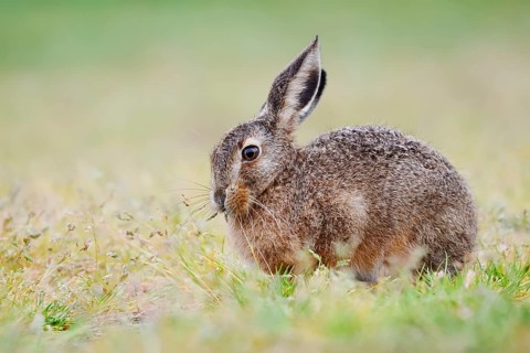 European hare (Lepus europaeus) sitting in a meadow and eating grasses, North Rhine-Westphalia,