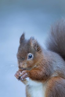 Red squirrel (Sciurus vulgaris) adult animal eating a nut in snow in winter, England, United