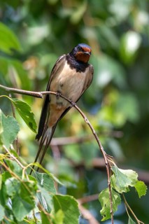 Hirundo rustica, barn swallow, birds, high size, portrait format, passeri, swallows, songbirds,