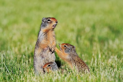 Columbian ground squirrel (Urocitellus columbianus, Spermophilus columbianus), female with young,