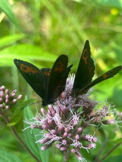 Grey-banded Erbie (Erebia aethiops), two butterflies perched on hemp agrimony (Eupatorium