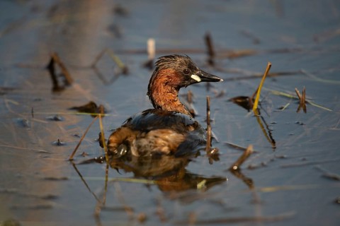 Granelli, Italy, Pantano Cuba Lagoon, Littele Grebe, Pantani Cuba and Longarini, Tachybaptus