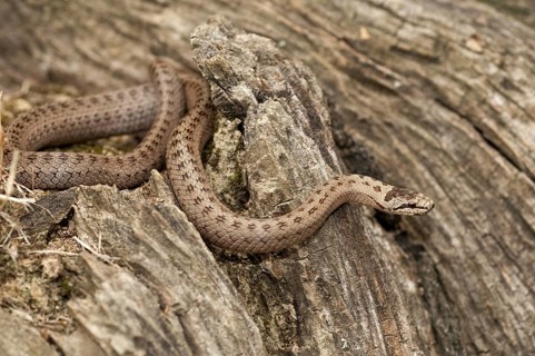Coronella Austriaca, smooth snake, critters, reptilia, reptilia, reptiles, snakes, snakes