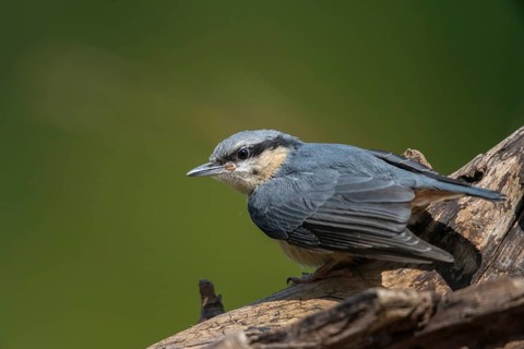 Nuthatch, sitta europaea, birds, adolescent, juvenile, passeri, songbirds, songbirds, birds