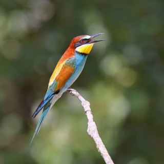 European bee-eater (Merops apiaster) sitting on a branch, Lake Neusiedl, Burgenland, Austria