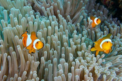 Three Ocellaris Clownfish (Amphiprion ocellaris), Nemo, swimming amongst the tentacles of a sea