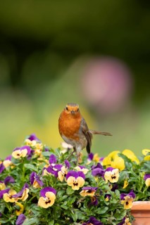 European robin (Erithacus rubecula) adult garden bird on a plant pot with pansy and viola flowers