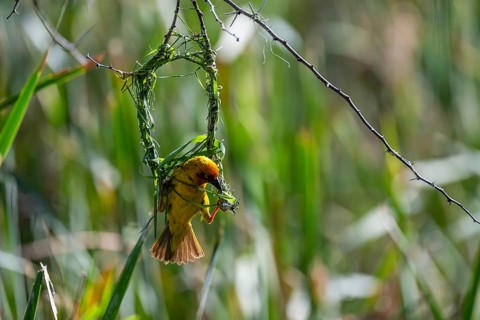 Cape Weaver (Ploceus capensis) building a nest, male building a new nest, Addo Elephant Park, South