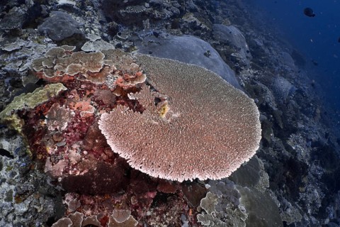 Hyacinth Table Coral (Acropora hyacinthus) in a diverse underwater ecosystem, Auchplatz SD, Nusa
