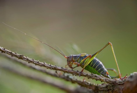 Barbitistes constrictus, eastern saw-tailed bush cricket, softwood sabre, grasshopper, grasshopper,