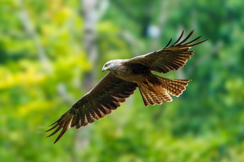 Red Kite (Milvus milvus), wildlife, Germany, bird of prey with outstretched wings against a wooded