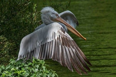 Crested Pelican (Pelecanus crispus), Nuremberg Zoo, Middle Franconia, Bavaria, Germany
