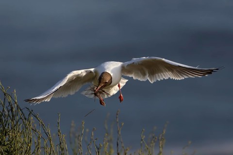 A black-headed gull (Chroicocephalus ridibundus) brings nesting material to its nest, breeding