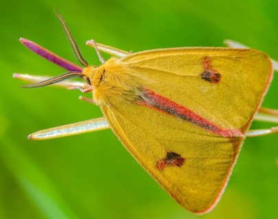 Arctiinae, bear moth, diacrisia sannio, erebidae, owl moth, red-edged bear, butterfly, clouded