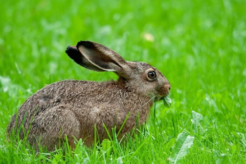 European hare, hares, hares, lagomorpha, lepus europaeus, bunny, mammals, mammals