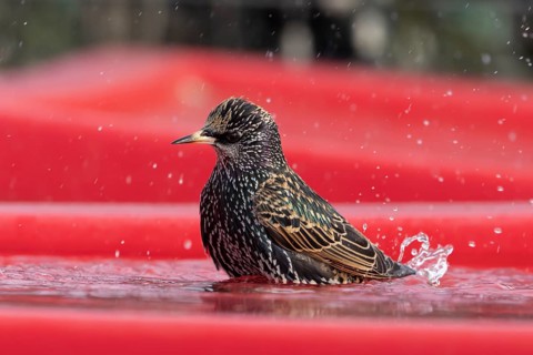 Common starling (Sturnus vulgaris) adult bird bathing in water on a plastic tub lid, England,