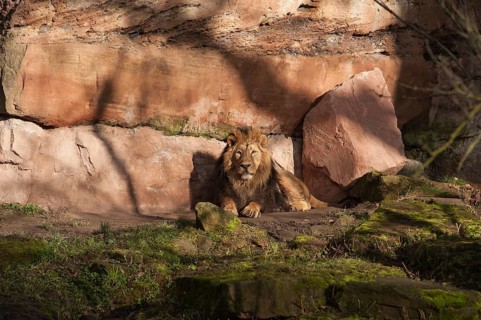 Lion (Panthera leo) in front of a rock face at the Tiergarten, Am Tiergarten 30, Nuremberg, Middle