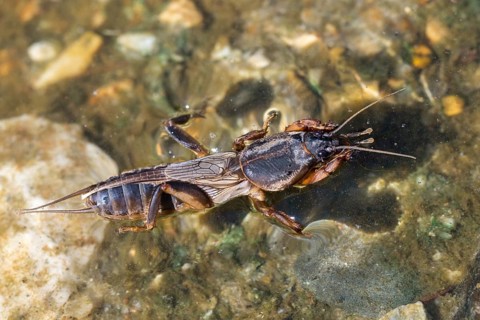 European mole cricket, grasshoppers, gryllotalpa gryllotalpa, half-devil, mole crickets, werre,