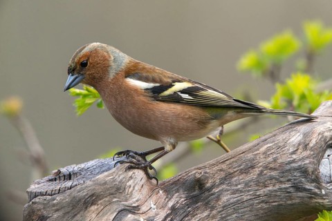 Chaffinch, Fringilla Coelebs, Birds, Male, Passeri, Songbirds, Birds