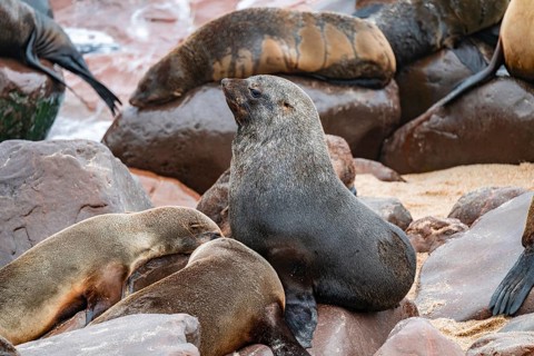 Seal colony, fur seal, Cape fur seal (Arctocephalus pusillus), Cape Cross, Atlantic coast, Namibia