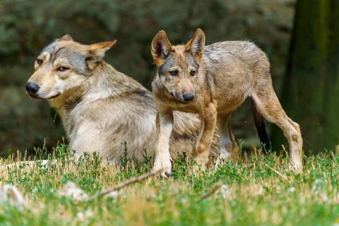 Timberwolf, wolf, American wolf (Canis lupus lycaon), Germany: two wolves – a cub and an adult –