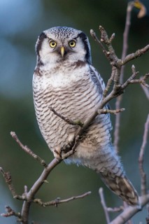 Hawk owl, sparrow owl, surnia ulula, birds, owls, high size, portrait format, northern hawk owl,
