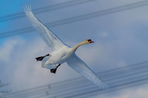 Mute Swan (Cygnus olor), wildlife, Germany, A swan flies majestically against a sky with power