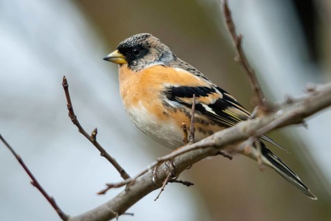 Mountain finch, brambling, fringilla montifringilla, birds, male, passeri, songbirds, birds