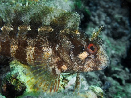 Close-up of a fish showing detailed skin texture: the Tompot blenny (Parablennius gattorugine), in