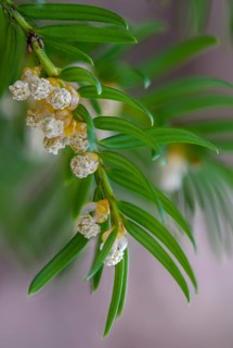 Yew, yew, European yew, taxaceae, taxus baccata, blossom, flower, flora, high size, portrait, male