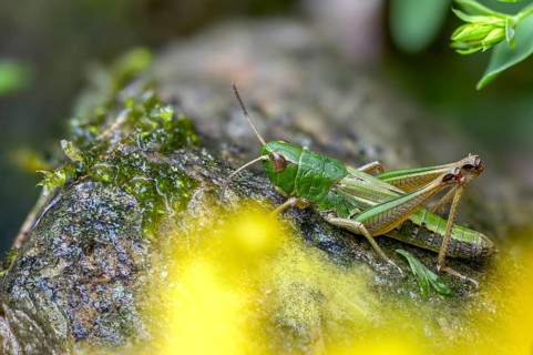 Acrididae, Caelifera, Chorthippus parallelus, field locusts, common grasshoppers, gomphocerinae,