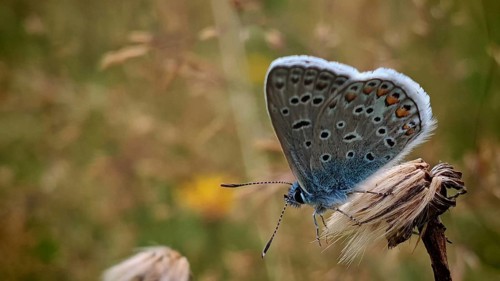 A butterfly, the adonis blue (Lysandra bellargus), male, in close-up with its wings folded,