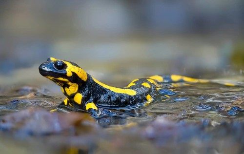 Fire salamanders, fire salamanders, salamandra salamandra, amphibians, amphibians, caudata,