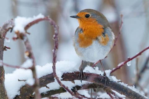 Erithacus rubecula, robin, robins, birds, passeri, snow, songbirds, snow, songbirds, birds, winter