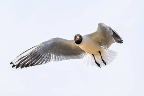Black-headed Gull, Chroicocephalus ridibundus, bird in flight, England, United Kingdom