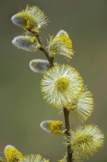 Hanging sage, kitten willow, palm willow, saal willow, salicaceae, salix caprea, salwillow, willow,