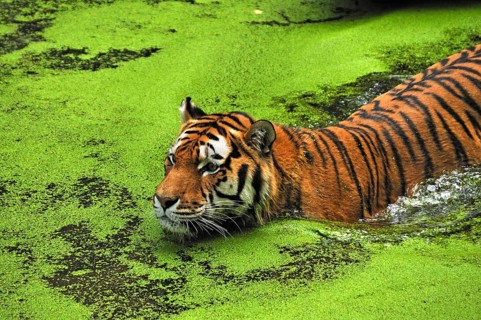 Siberian tiger (Panthera tigris altaica) in a moat covered with duckweed (Lemna minor), Nuremberg