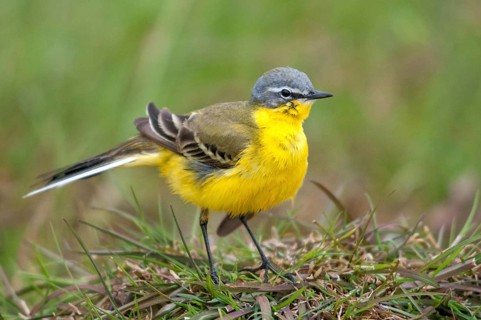 Motacilla flava, sheeptail, western yellow wagtail, yellow wagtail, birds, plumage care, male,
