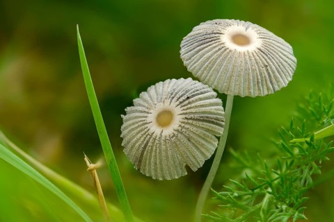 Coprinus plicatilis, common slice tinting, parasola plicatilis, slice tinting, fungi, fungus,