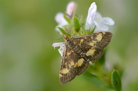 Crambidae, golden moth, mint moth, purple moth, pyrausta aurata, proboscis, small purple and gold,