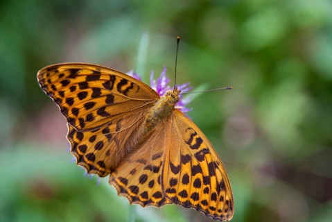 Argynnis Paphia, Kaisermantel, Silver-Washed Fritillary, Butterfly, Insects, Butterfly,