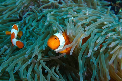 Two Ocellar Clownfish (Amphiprion ocellaris), Nemo, hiding amongst the tentacles of a sea anemone