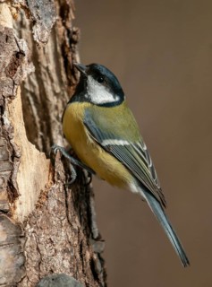 Great tit, great tit, parus major, birds, high size, portrait format, tits, passeri, songbirds,