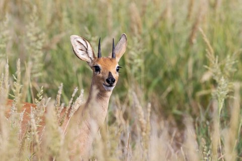 Steenbok (Raphicerus campestris). Male. Kalahari Desert, Kgalagadi Transfrontier Park, South Africa