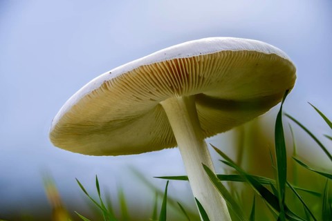 Farmerscheidling, handsome scheidling, large scheidling, rose-gilled grisette, stubble rosegill,