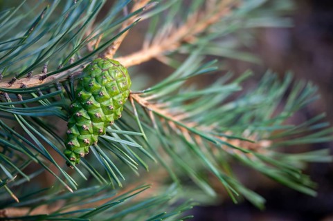 Baltic pine, Brandenburg, Germany, forche, common pine, pine family, Nabu, Nabu project, national