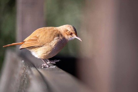 A rusty-breasted tanager (Furnarius rufus) on the railing of a birdwatching tower in Buenos Aires,