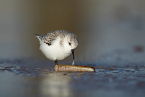 Sanderling (Calidris alba) adult wading bird in winter plumage feeding on a razorshell on a beach,